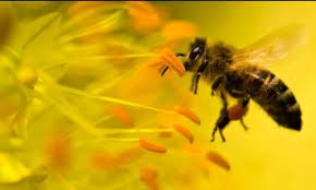 eqilibrio natural con las abejas