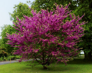 cercis-siliquastrum_arbol del amor